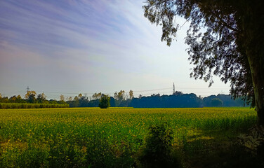 Obraz premium Mustard field 