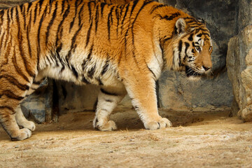  tiger in the zoo. Seoul grand park zoo South Korea.04.03.2023