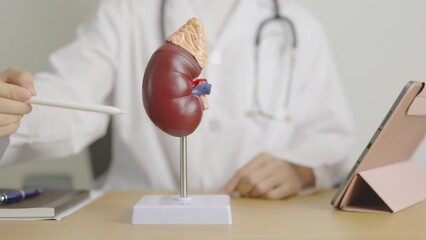 Doctor with Kidney Adrenal gland anatomy model and tablet. disease of Urinary system and Stones, Cancer, world kidney day, Chronic kidney, Urology, Nephritis, Renal, Transplant and health