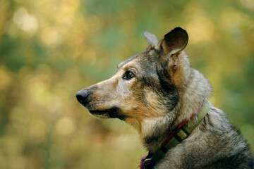 Portrait of a dog in nature. Close-up. outbred outdoors 