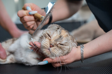 Grooming salon workers comb out a striped gray cat.