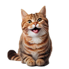 Cute happy cat, smiling cat. On white background for project decoration. Publications and websites