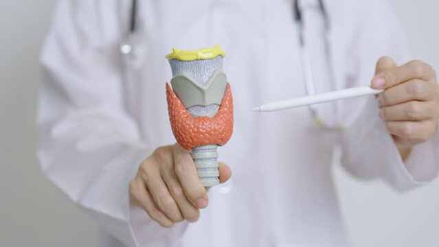 Doctor with human Thyroid anatomy model and tablet. Hyperthyroidism, Hypothyroidism, Hashimoto Thyroiditis, Thyroid Tumor and Cancer, Postpartum, Papillary Carcinoma and Health concept