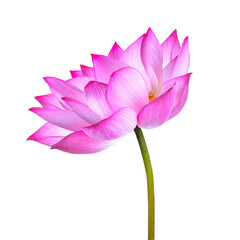 lotus flower isolated on transparent png