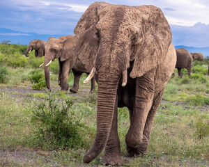 Fototapeta premium Leader of the elephant herd get close