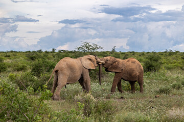 Fototapeta premium Elephant calfs rough house as they mature