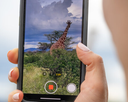 a woman takes a photo of a giraffe on her phone