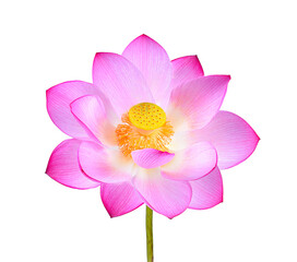 pink lotus flower isolated on transparent png