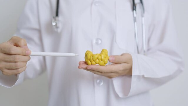 Doctor with human Thyroid anatomy model and tablet. Hyperthyroidism, Hypothyroidism, Hashimoto Thyroiditis, Thyroid Tumor and Cancer, Postpartum, Papillary Carcinoma and Health concept