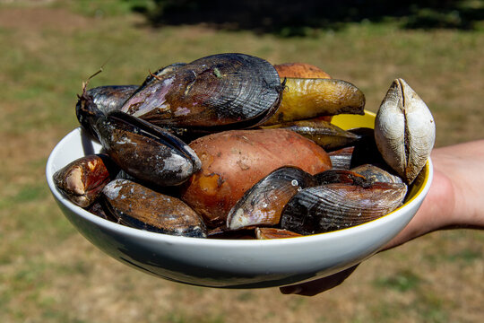 Plato de Curanto tradicional al hoyo, en Calbuco, sur de Chile