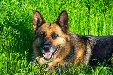 German shepherd dog rests on green grass.