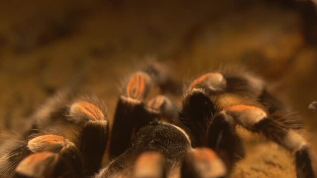 Hairy Mexican Redknee Tarentula (Brachypelma Smithi) - Shallow DOP Macro