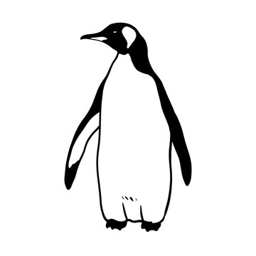 Cute Northern Penguin. Monochrome vector illustration. Realistic polar animal