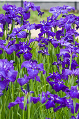 The name of this Siberian iris is Aizoshi.
Scientific name is Iris ensata var. ensata.