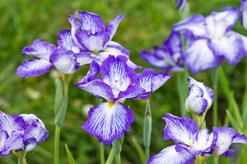 Scientific name is Iris ensata Thunb. var. ensata. 
The name of this iris ensata is Yako-no-tama.