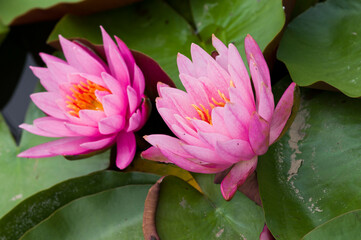 The name of these flowers is "Water Lily".
Scientific name is Nymphaea.