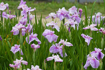 Scientific name is Iris ensata Thunb. var. ensata. 
The name of this iris ensata is Benihime.