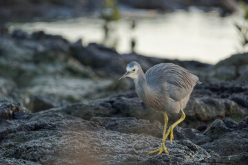 White faced heron