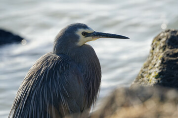 White faced heron