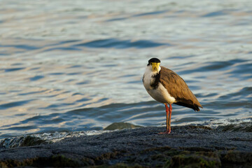 Masked Lapwing