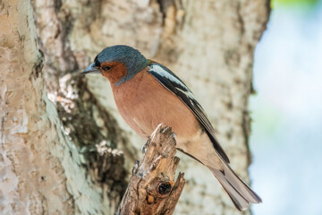 Common chaffinch, Fringilla coelebs, sits on a tree. Common chaffinch in wildlife.