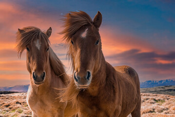 Close-up portrait of Icelandic horses on field against cloudy sky during sunset