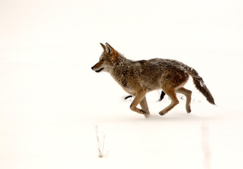 Coyote running through snow covered field