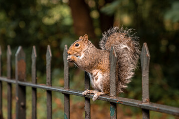 Cute little squirrel gnaws food while sitting on spikes fence in park