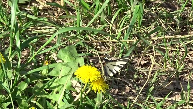 A rare butterfly Scarce Swallowtail (Iphiclides podalirius) drinks nectar from a dandelion flower. Slow motion video.