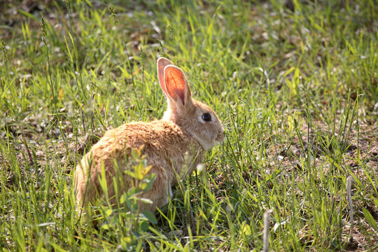 Cute little bunny rabbit in scenic Saskatchewan