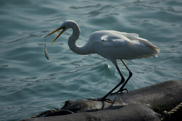 A fish escaping from the great egret