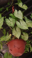 background green leaf in the backyard easy grow with good light from sun