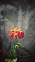 The image showcases a vibrant and visually striking plant with intricate foliage. The leaves are a...