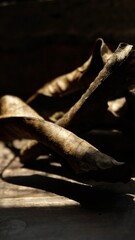 dry leaf closed up photography for background