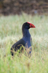 Australasian Swamphen