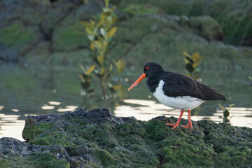South Island Oystercatcher