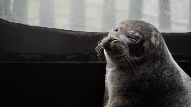 Young seal at rescue center dozes in light of cage window