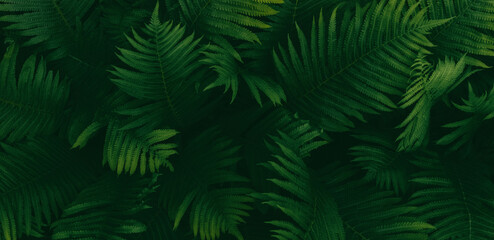 Naklejka na ściany i meble Dark green ferns background, fern leaves moody botanical texture, low key natural plants banner