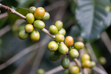 Green arabicas coffee beans on tree in North of thailand. - obrazy, fototapety, plakaty