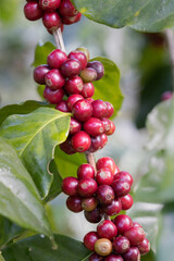 Arabicas coffee beans ripening on tree in North of thailand