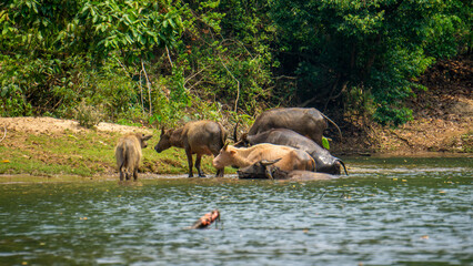 Cows swimming in the mekong river, Thakhek loop, Laos