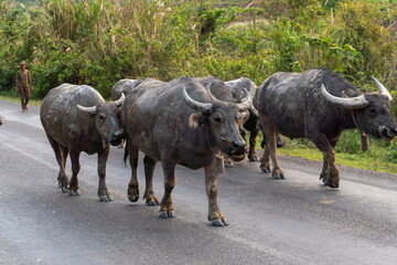Herd of yak on the road, Thakhek loop, Laos