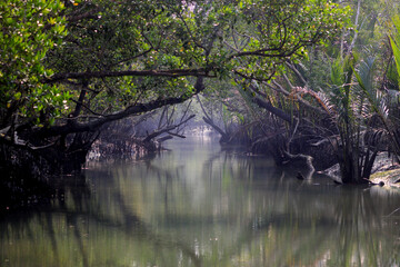 A canal in Sundarbans.Sundarbans is the biggest natural mangrove forest in the world, located between Bangladesh and India.this photo was taken from Bangladesh.
