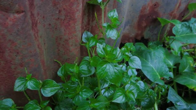 Peperomia pellucida plant near the wall of the house