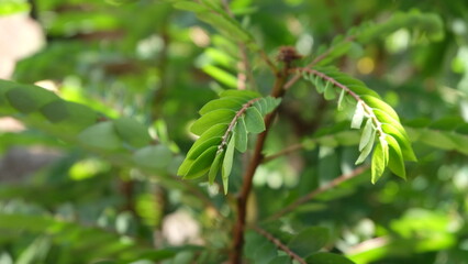 tamarind is tropical plant, tree bearing edible fruit that is indigenous to tropical Africa and naturalized in Asia