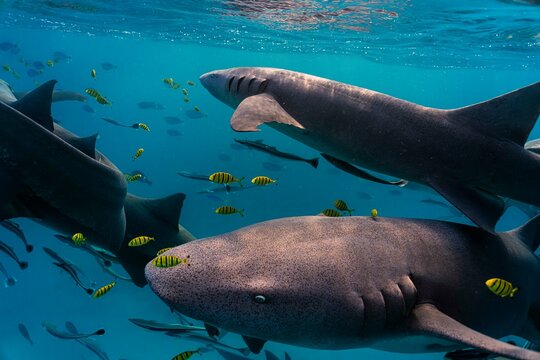 photos taken in Maldives ,nurse shark freediving  