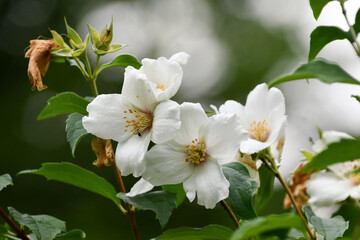 Fototapeta premium セイヨウバイカウツギ「ベル・エトワール」Mock orange 'Belle etoile'