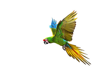 Colorful flying parrot isolated on transparent background png file