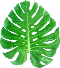 monstera leaf with drop of water cutout on trensparent  background png file © studio2013