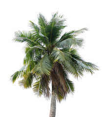 Fototapeta na wymiar coconut palm tree on transparent background png file